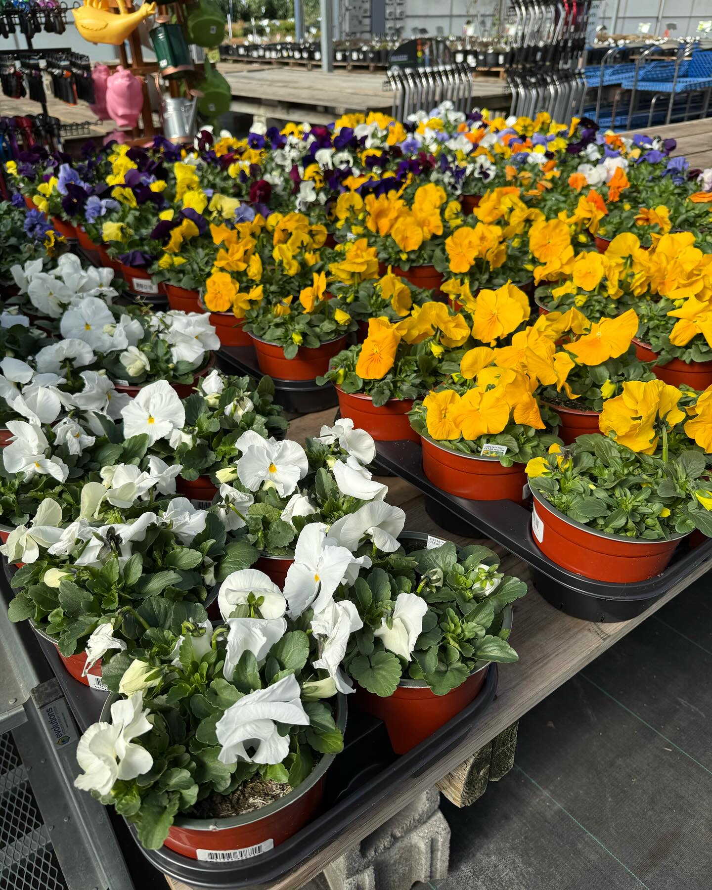 Frank Otte Nursery and Garden Center | Louisville KY
