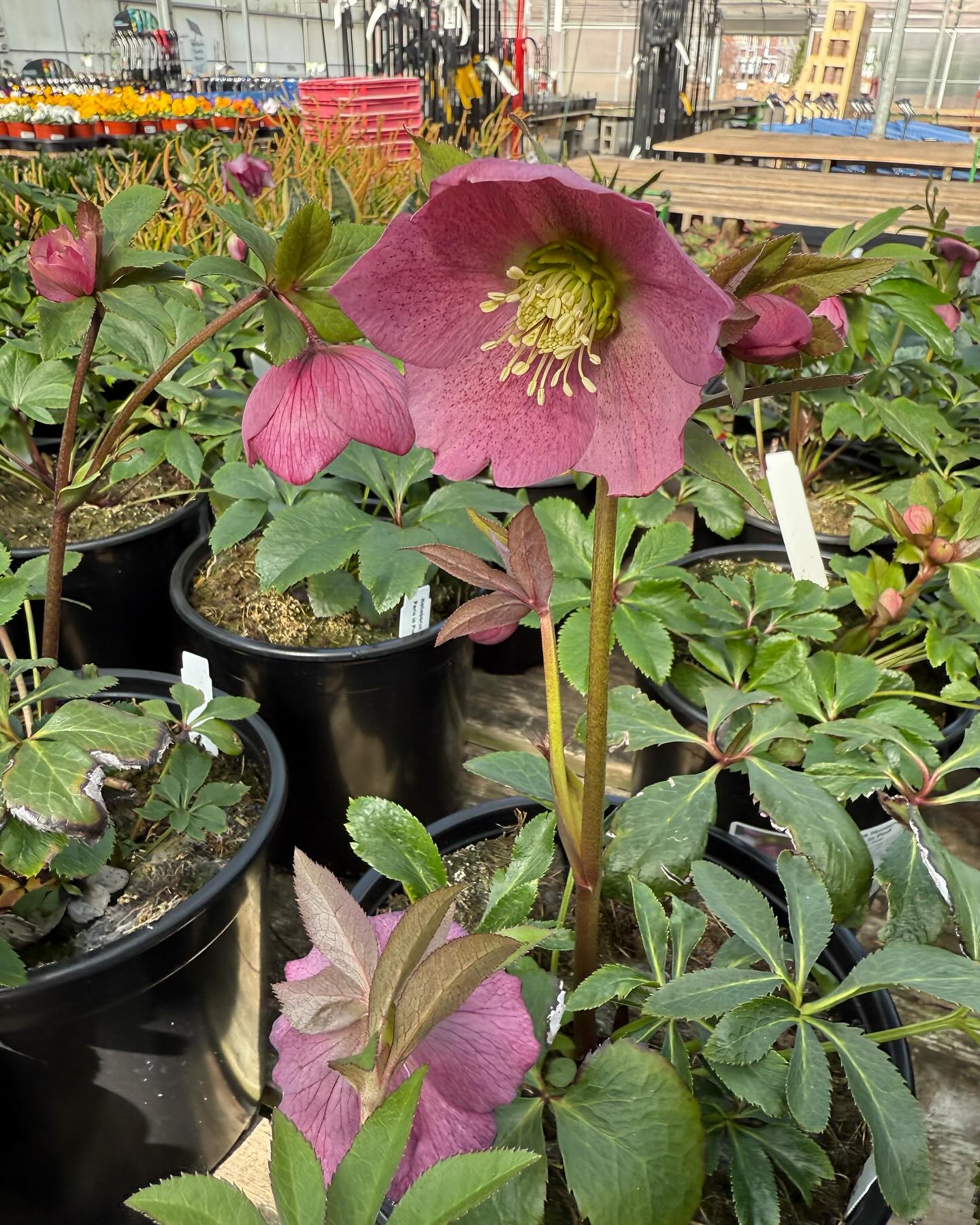 Frank Otte Nursery and Garden Center | Louisville KY