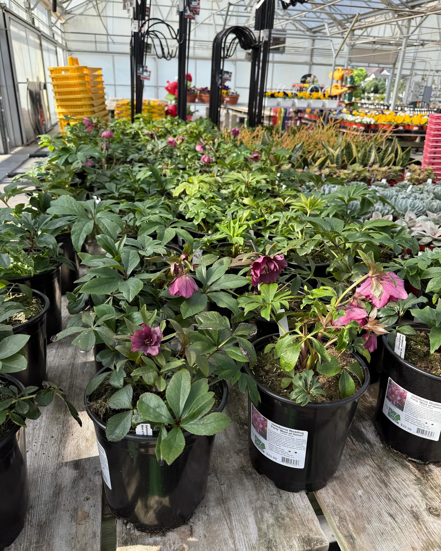 Frank Otte Nursery and Garden Center | Louisville KY