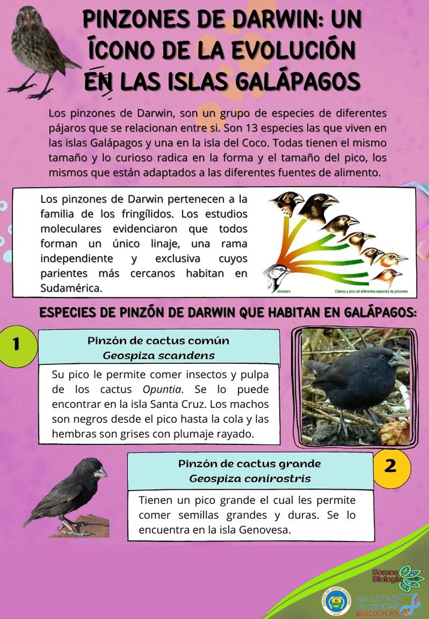 🤓🐦🍃 Los pinzones de... - Club Cultural de Biología - UCE | Facebook
