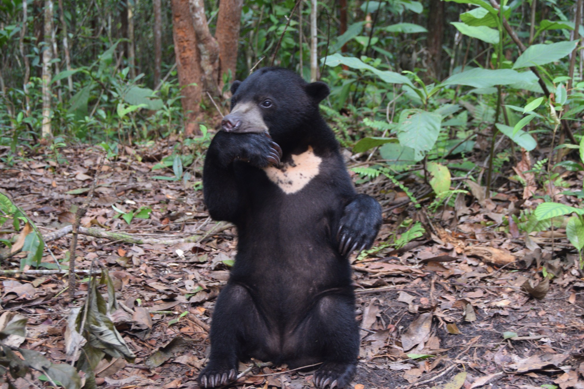 Sumatran Sun Bear Team - Sun bears are sensitive creatures. Sun bear ...