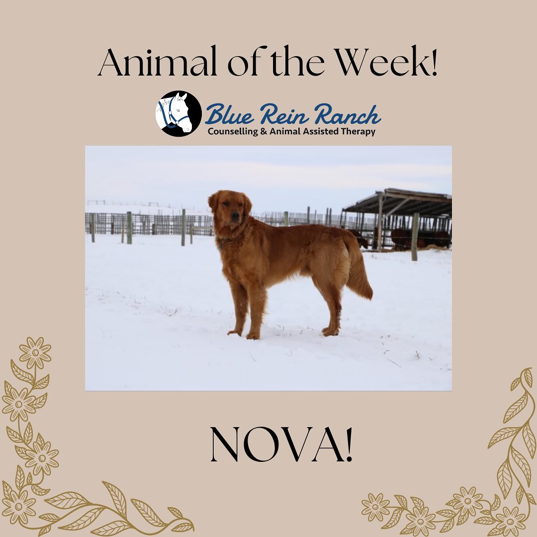Blue Rein Ranch Counselling & Animal Assisted Therapy | Fort Macleod AB