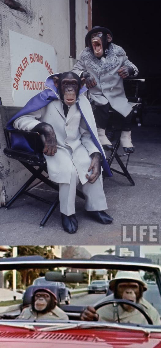A Little - Lancelot Link: secret chimp 1970s series with an all chimp ...