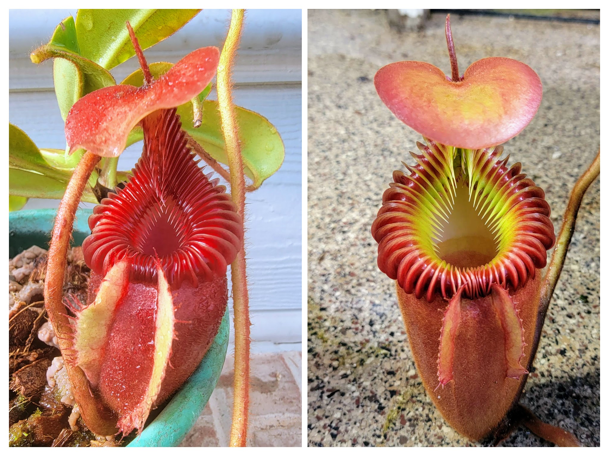 Nepenthes n.villosa x lowii specimen plants
