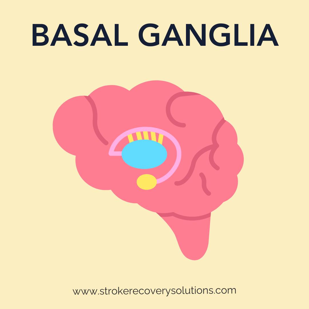 The brain contains both a left... - Stroke Recovery Solutions | Facebook