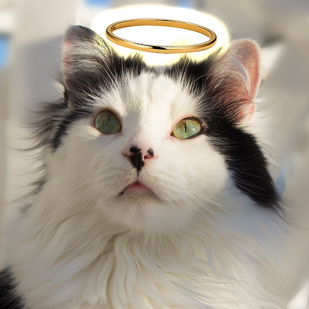The Oreo Cat - It's with deep sadness that I announce the... | Facebook