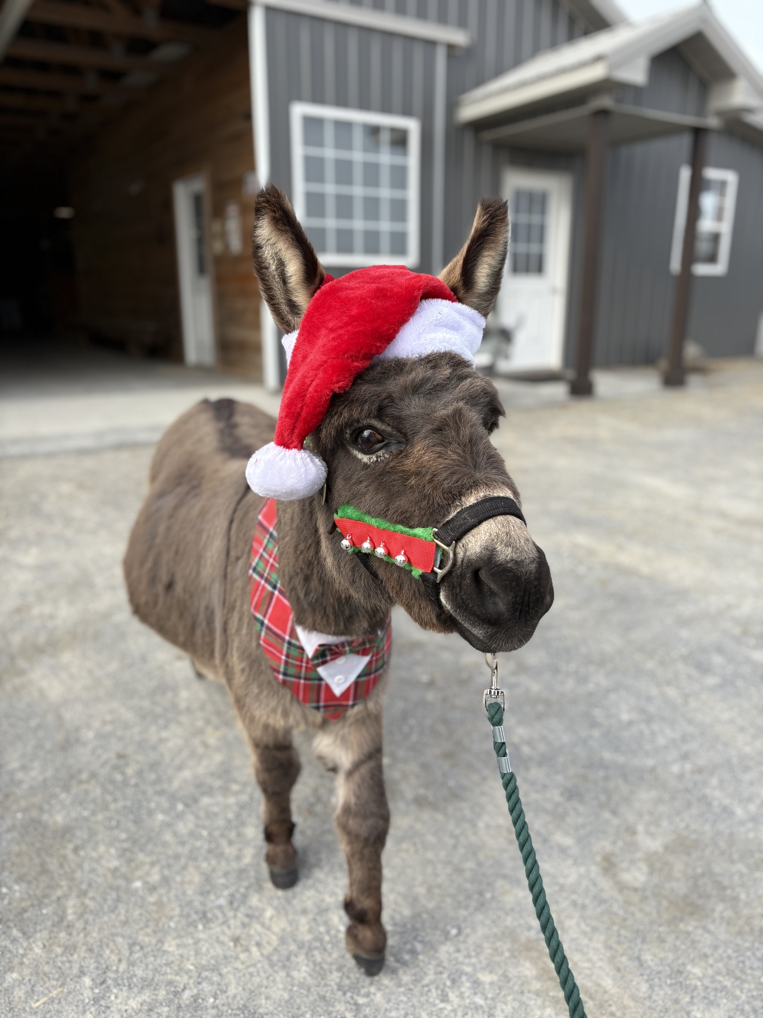 Little Longears Miniature Donkey Rescue - Here's the story on these ...