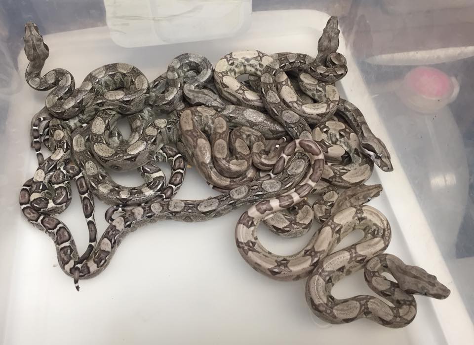 Wts serial boa from ts03. 16k sgd each interested pm me