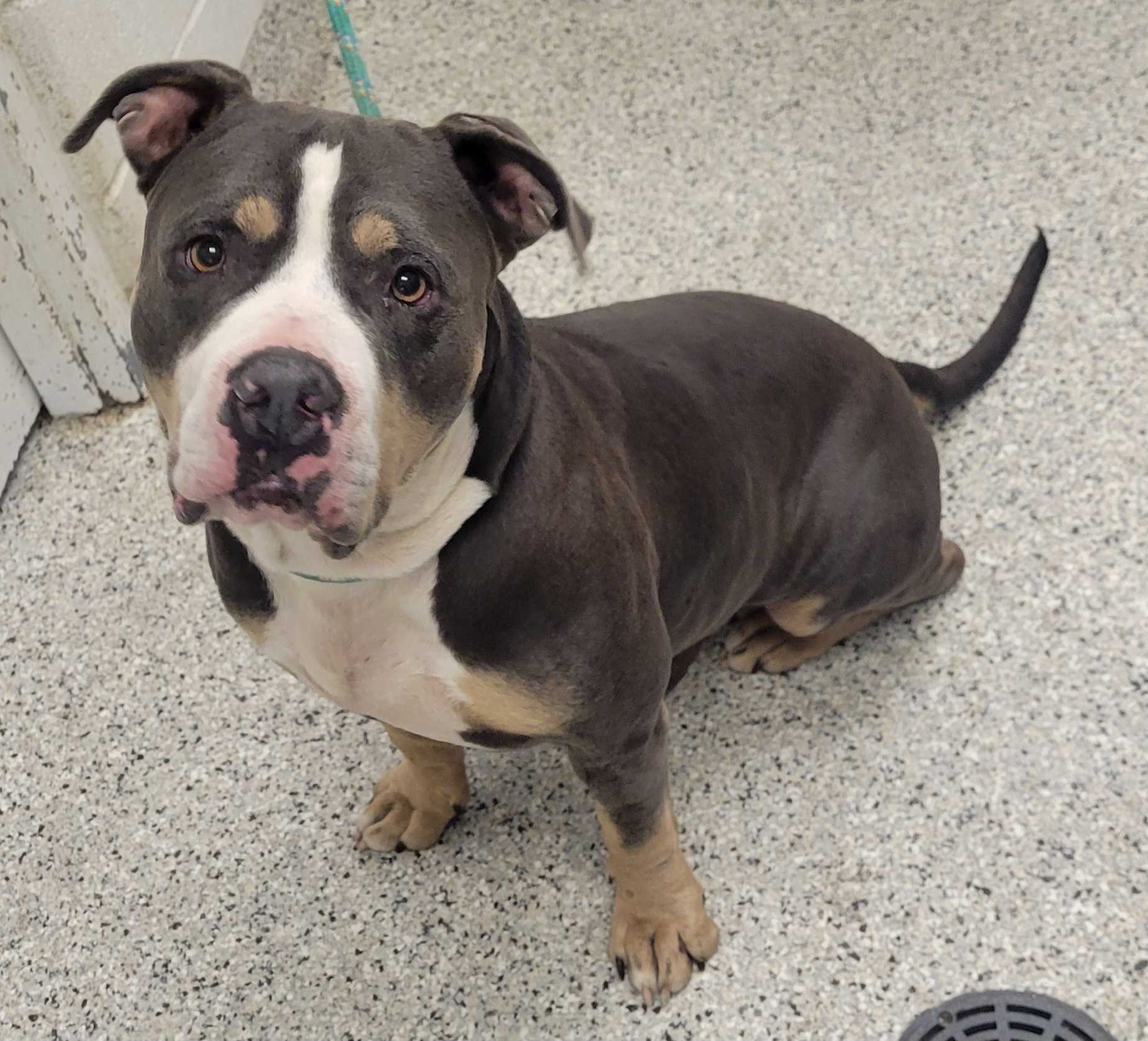 KC - Animal ID: 59298840 Species: Dog Breed: Terrier, Pit Bull / Mix ...