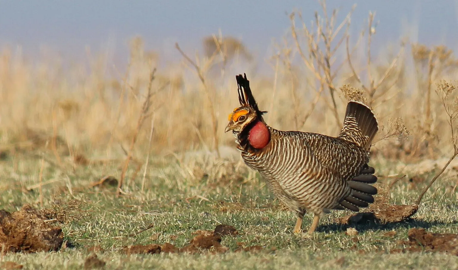 The Lawrence - The lesser prairie chicken, a dancing grouse that has ...