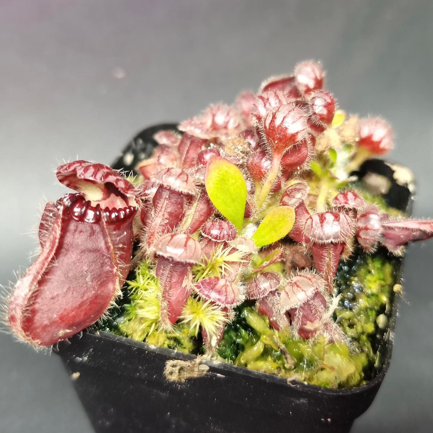 Gian ジ*ョ様 Cephalotus German follicularis