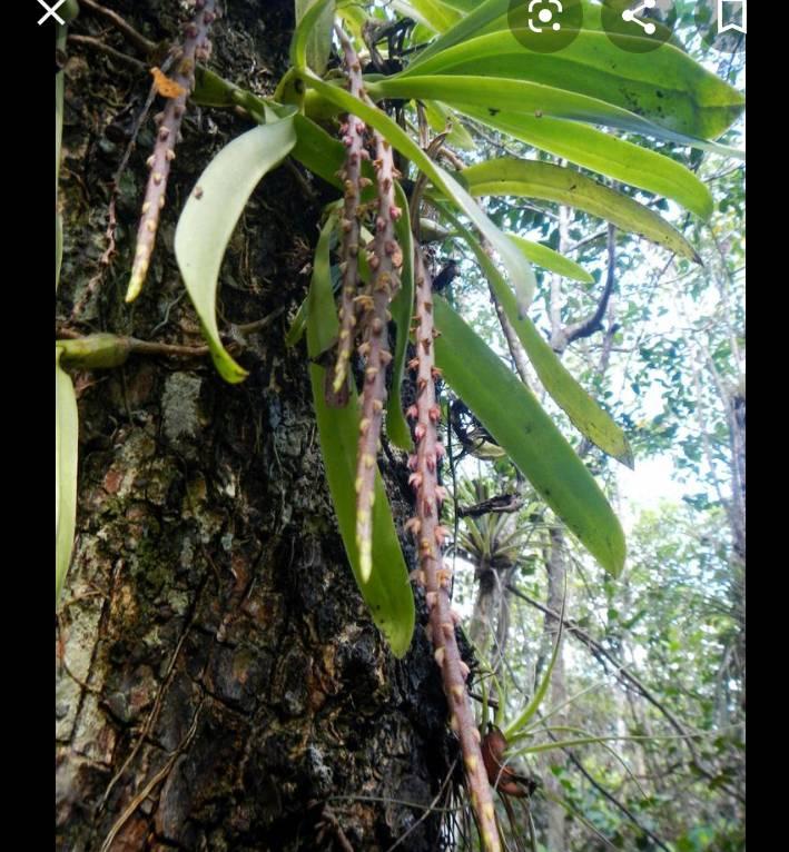 Liz's Orchids.com - Bulbophyllum pachyrhachis ,conocido popularmente ...
