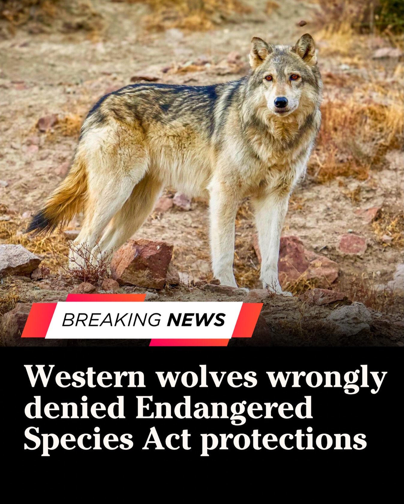 WIN FOR WOLVES! A federal court... - Apex Protection Project | Facebook