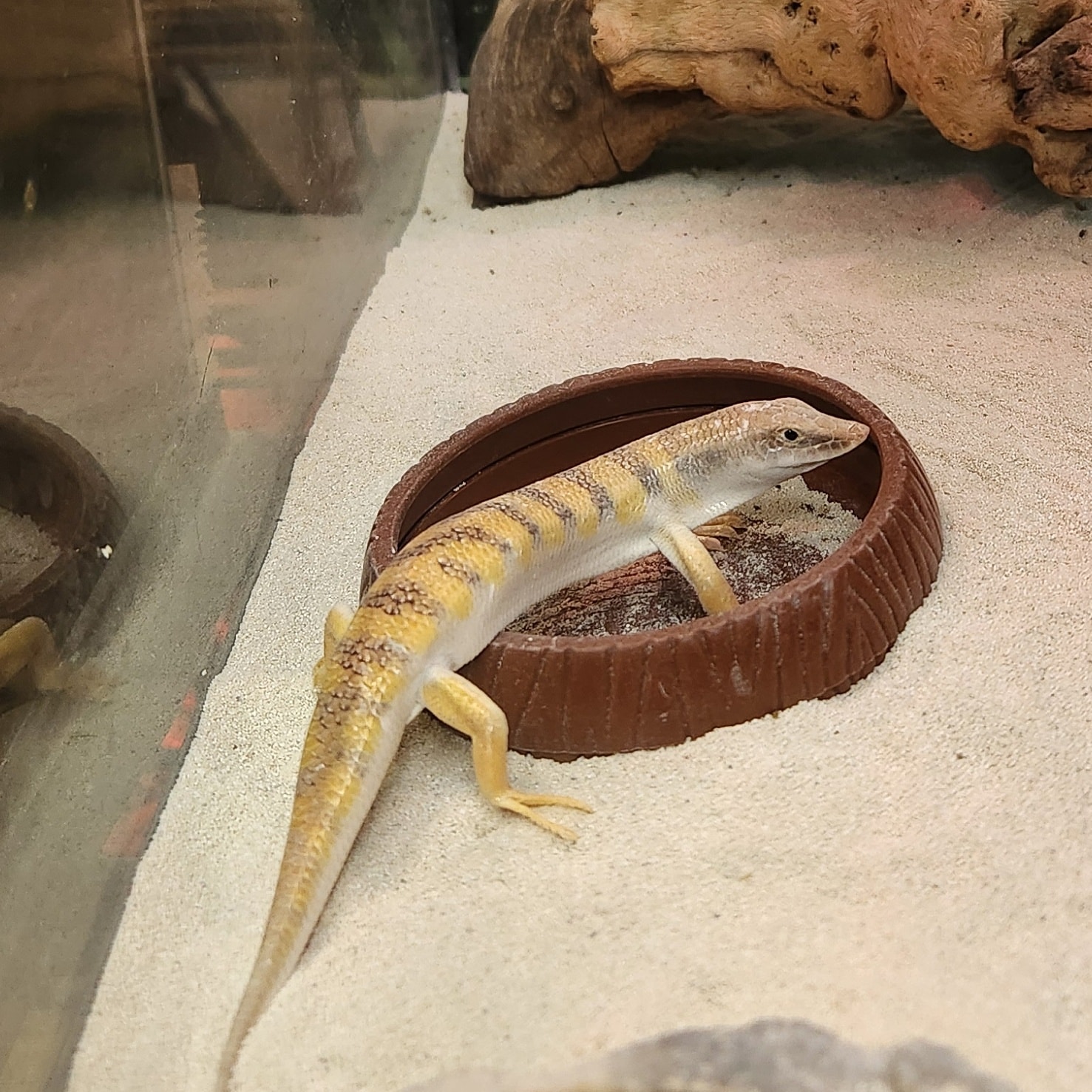 Noah's - Meet the Sandfish Skink! Also known as the 