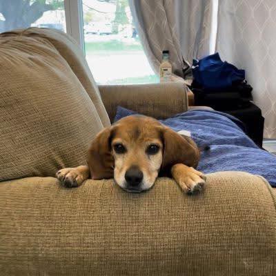 Save Me Rescue - Frederick needs your help. He needs you... | Facebook