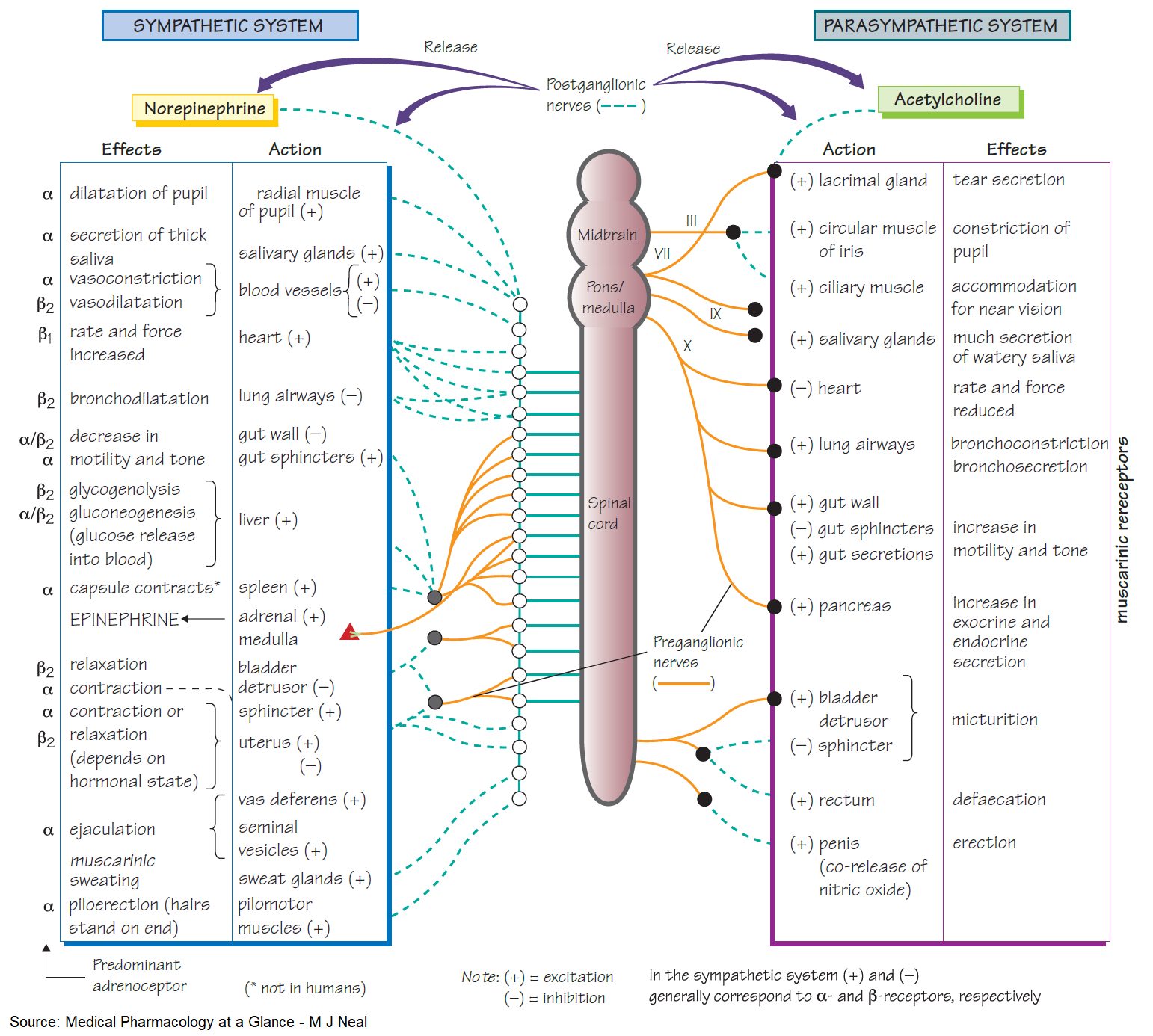 Manual of Medicine - Compensatory Responses in Acid–Base Disturbances ...