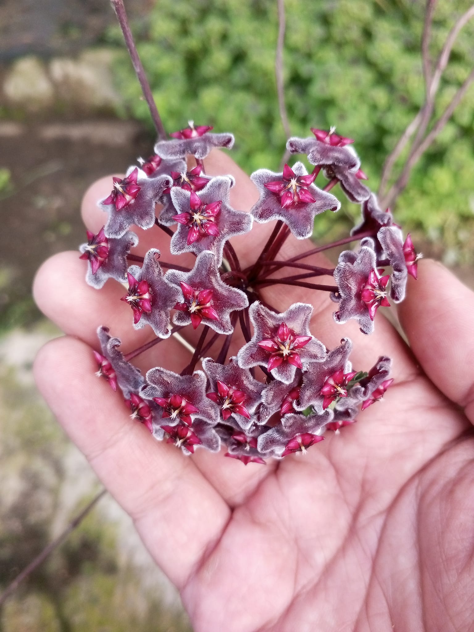 Hoya publicalyx royal hawaiian purple thriving outside