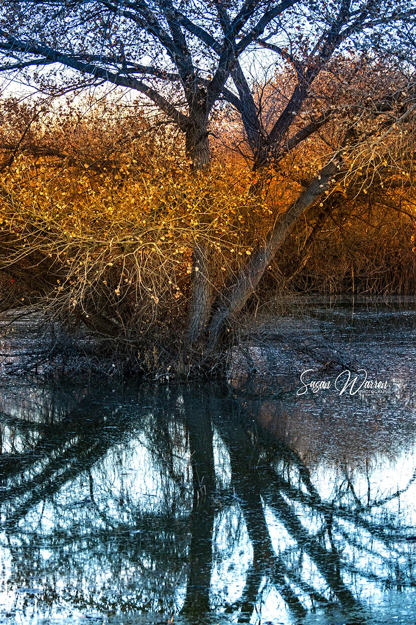 Susan Warren Photography
