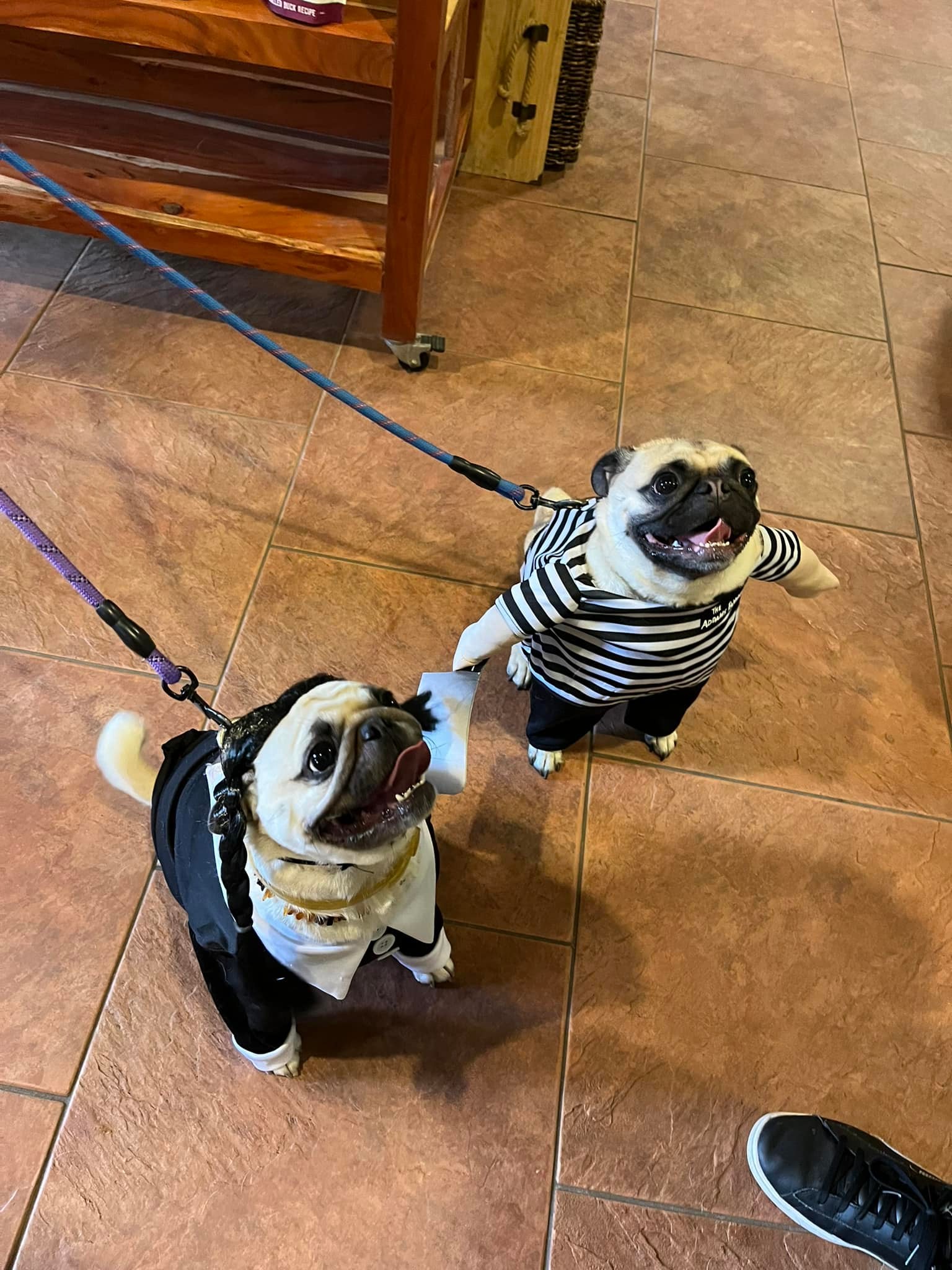 Smith Ridge Veterinary Center | South Salem NY