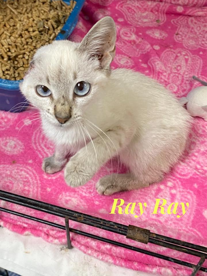 Lytle - Meet Ray Ray! She is a very lucky kitty! As you can see, she is ...