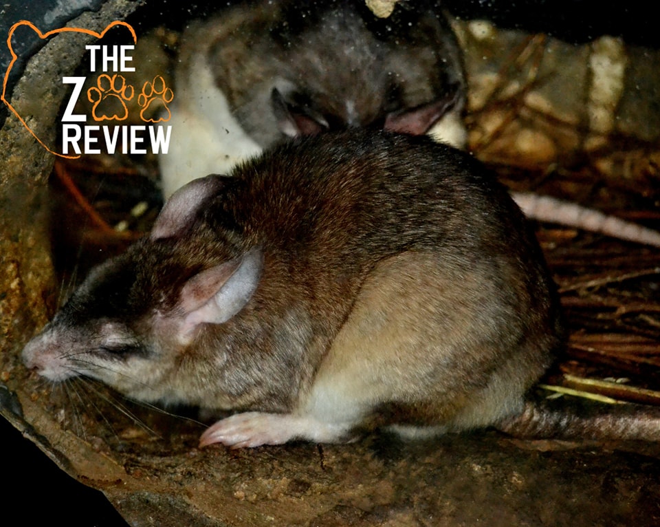 The Zoo - 🐭 Happy (Belated) World Rat Day! Let’s Talk About Madagascar ...