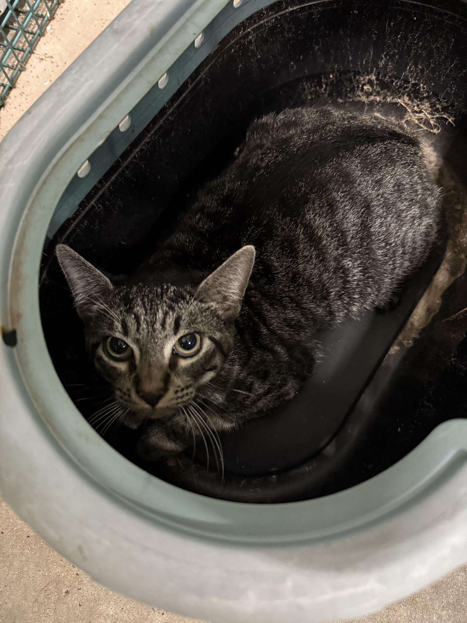 Clute - This friendly girl was found roaming around Stratton Ridge road ...
