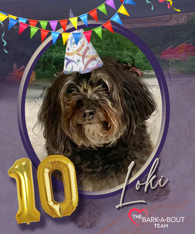 Bark-A-Bout - This charming Cockapoo is officially in his double digits ...