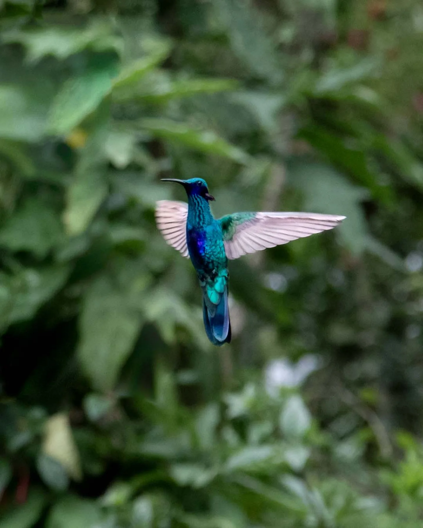 Sebastian - Este hermoso colibrí, conocido como el Sparkling violetear ...