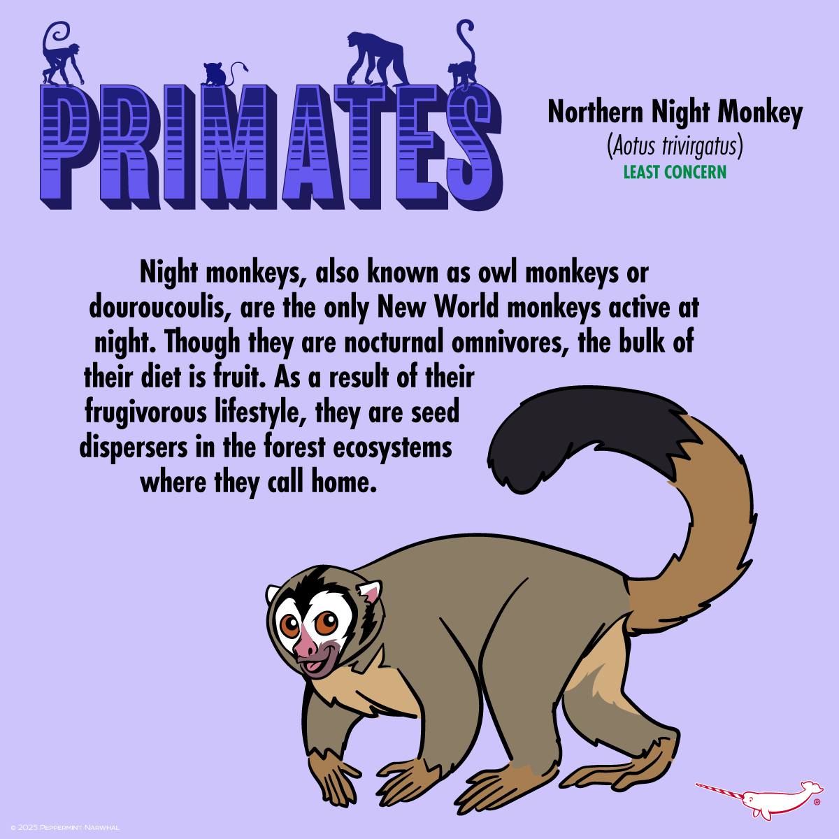 Peppermint - PRIMATES - Night monkeys, also known as owl monkeys or ...