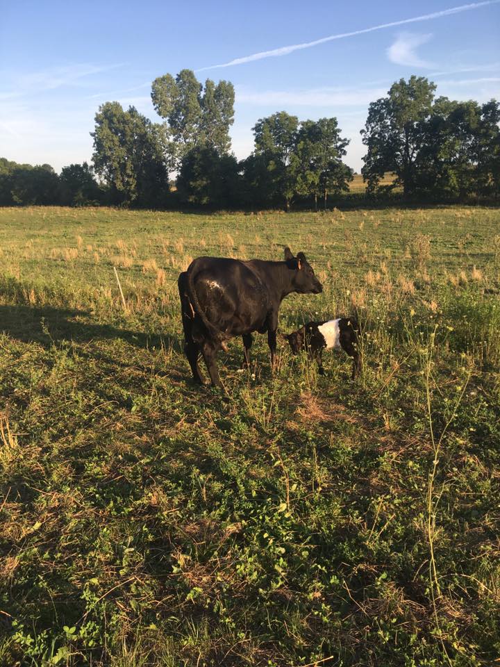 Deep Roots Ranch, LLC | Chelsea MI