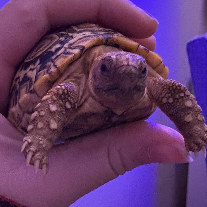 🐢 Wait, turtles have beaks? Turtle... - The Pipsqueakery | Facebook