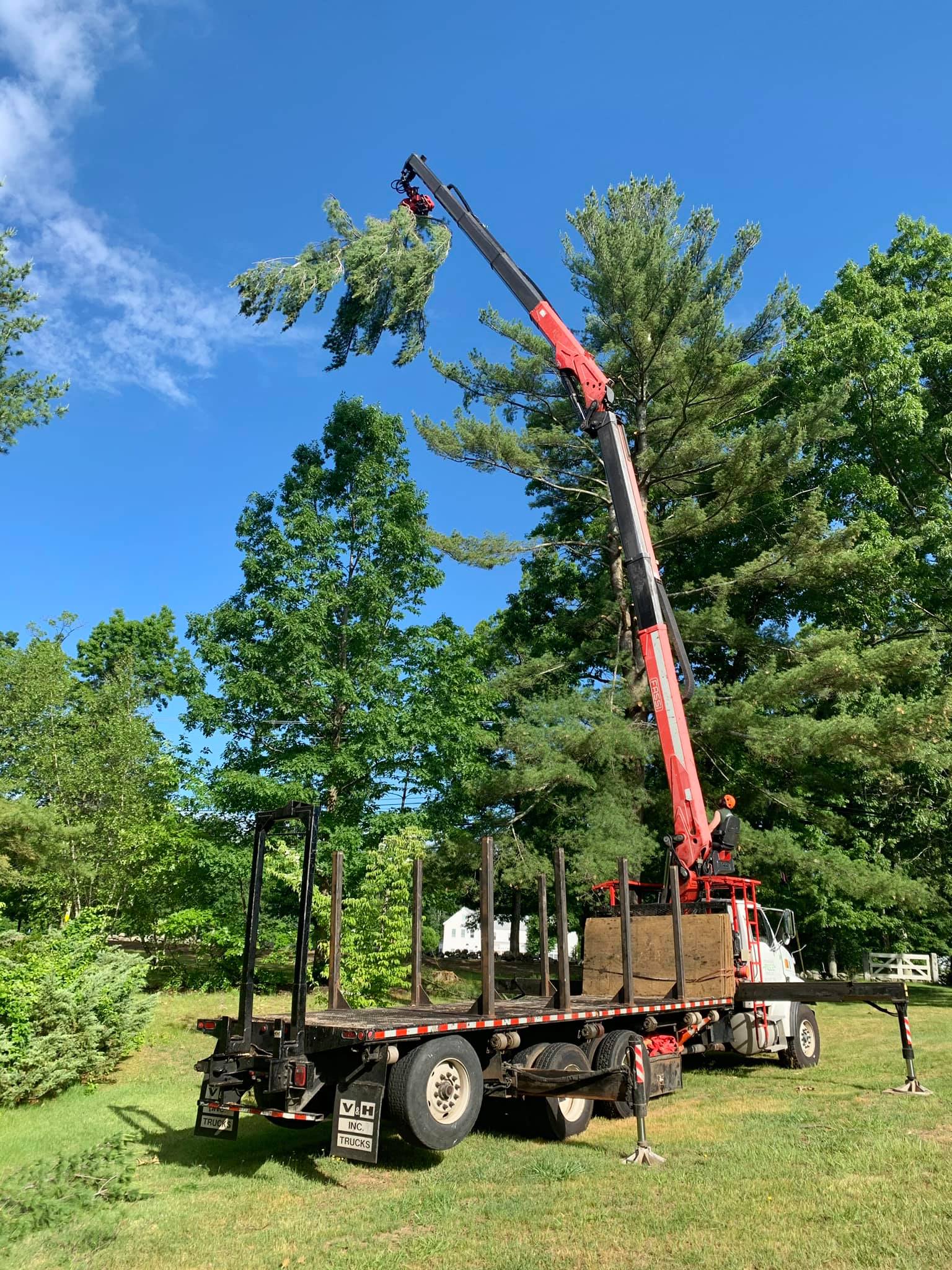 Big ol White Pine and a few Big... - Technical Tree Service | Facebook