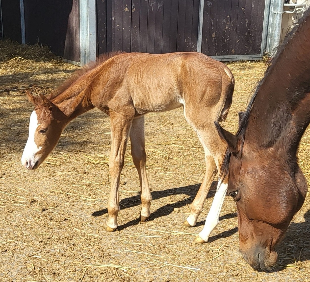 VS CODE RED - Gorgeous! Big big roan colt by VS CODE RED out Touch of ...