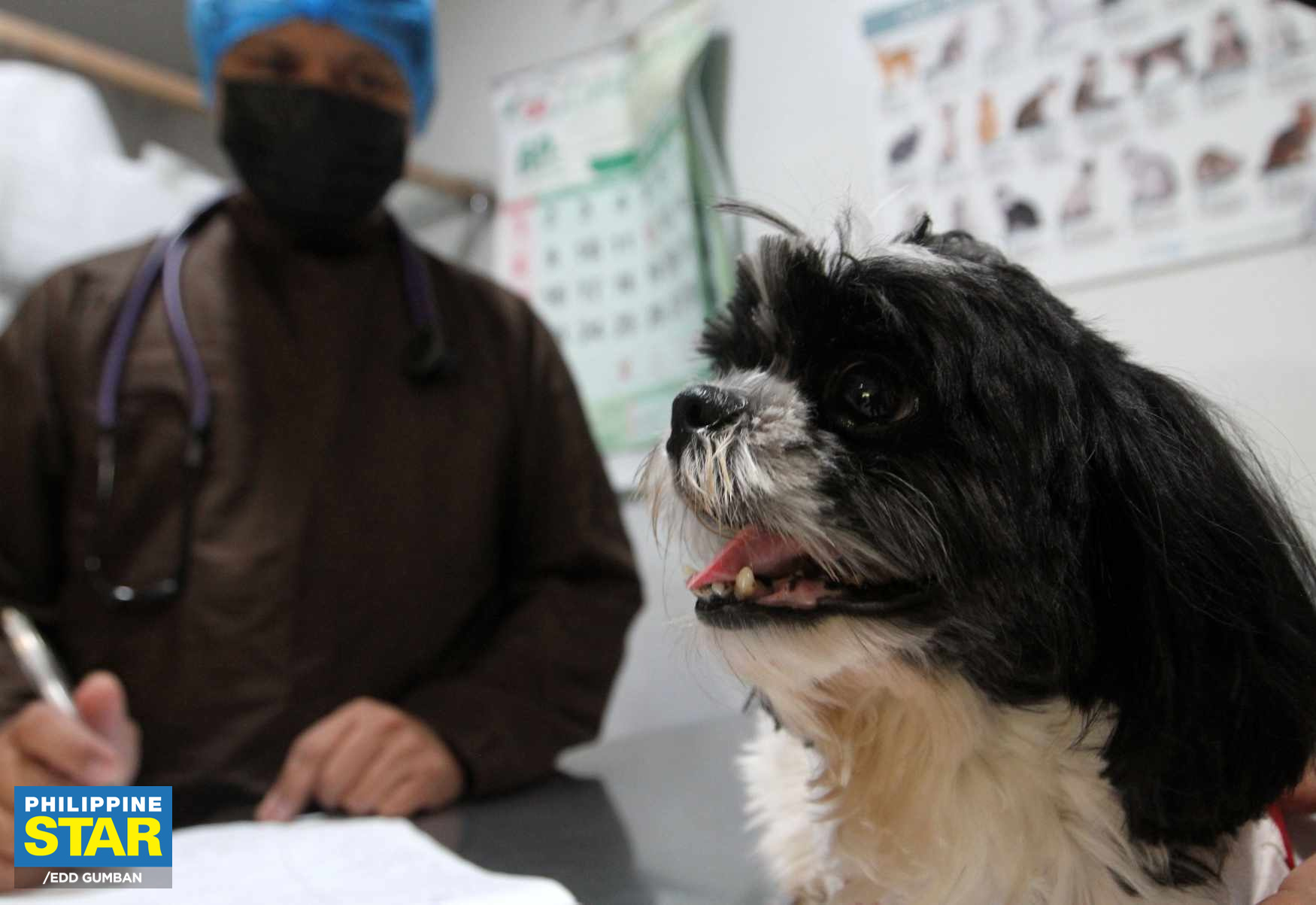 Philippine - A pet dog receives an anti-rabies injection while other ...