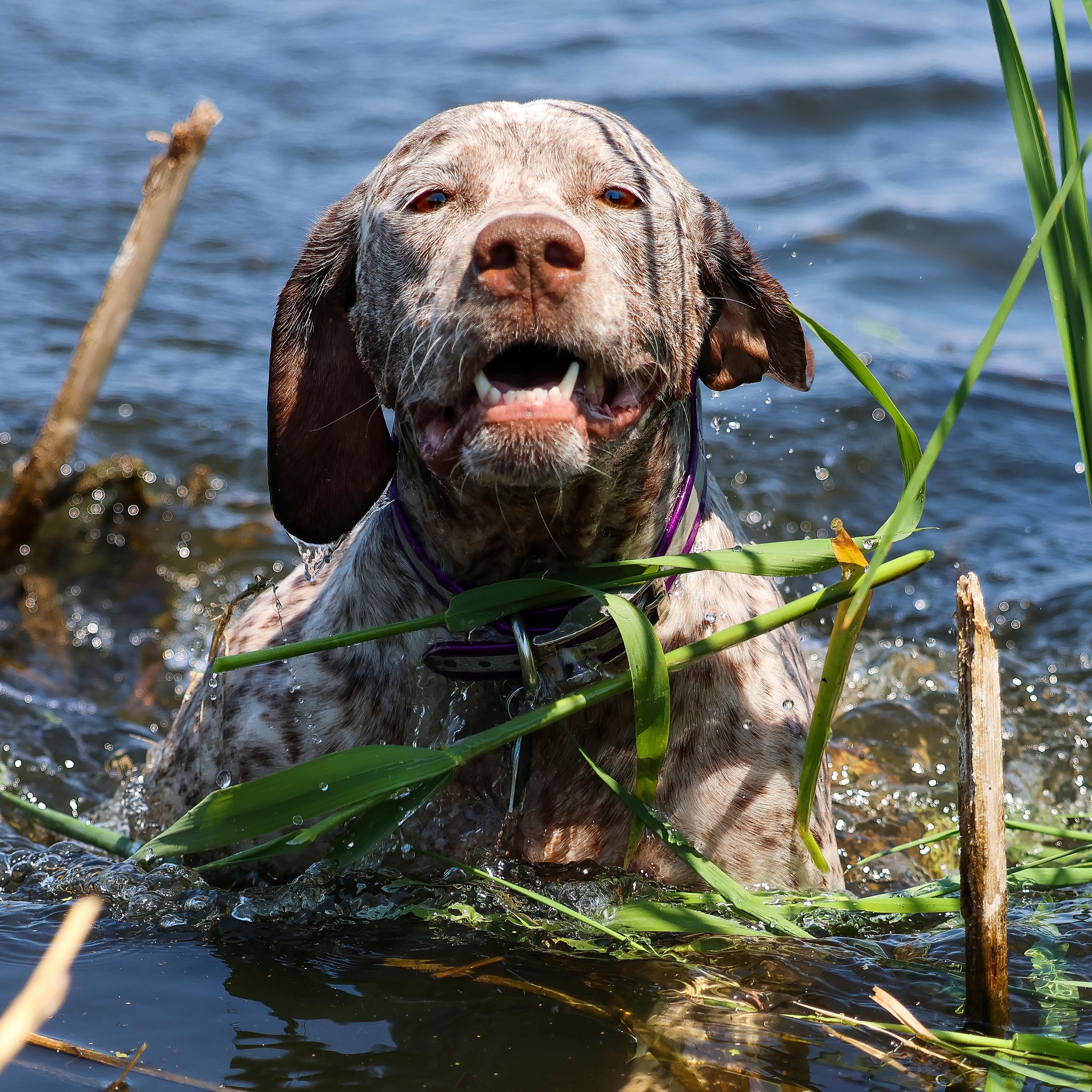Braque du Bourbonnais-Ellie Mae wants a bath. #gooddog #SouthDakota # ...
