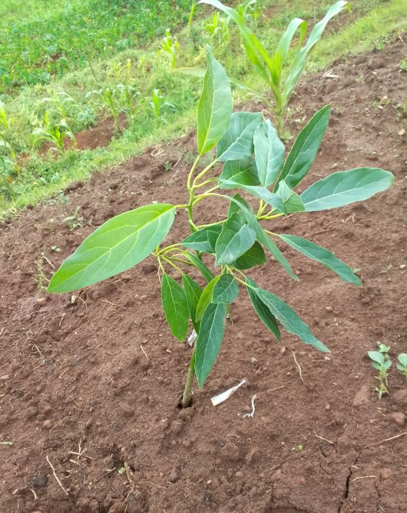 Nature Rwanda - Nature Rwanda added a new photo.