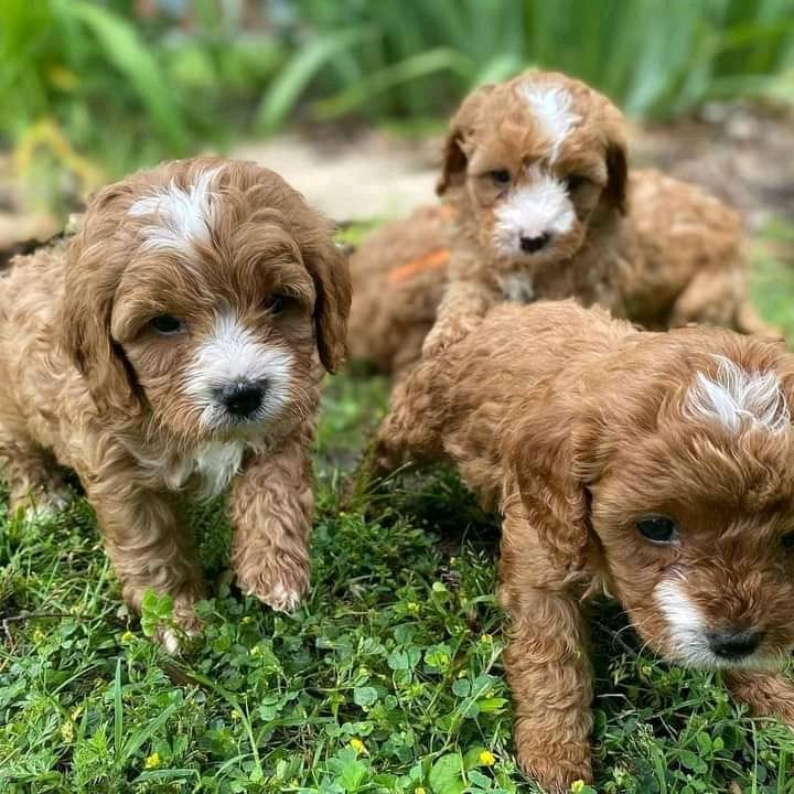Chiots cavapoo à adopter autour de moi en France