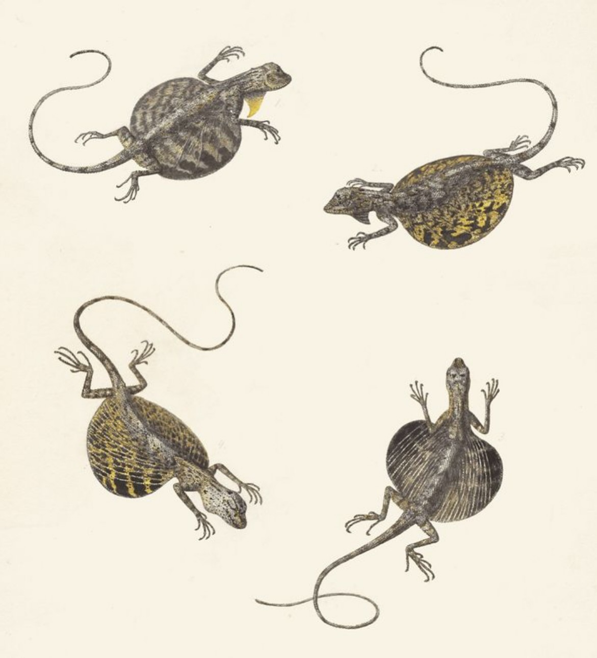 Society for the Study of Amphibians and Reptiles (SSAR)