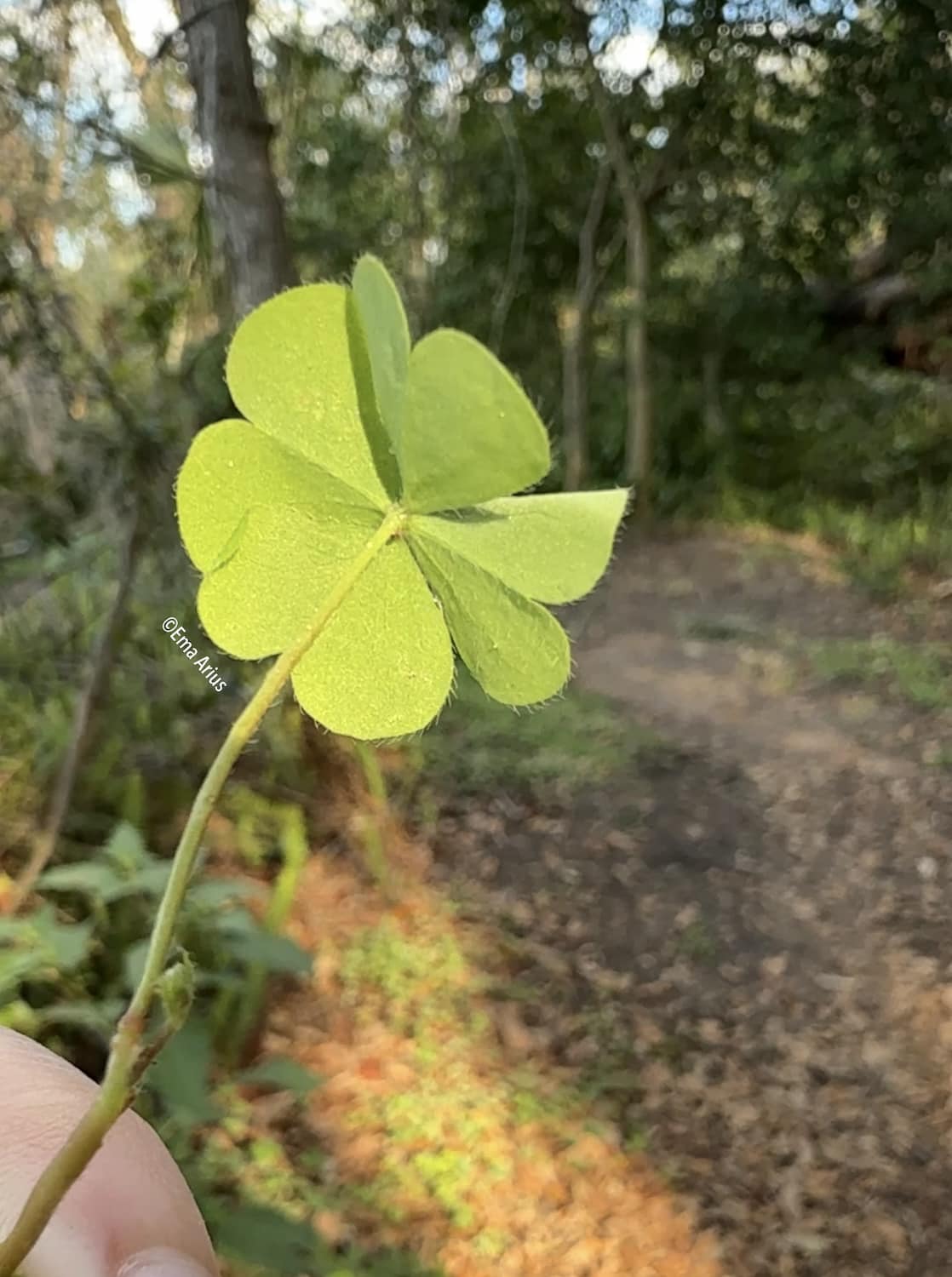 Ema - ~ Four-leaf Clover 🍀 Miracles exist. Here is one. This plant isn ...