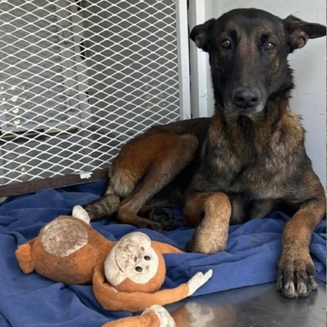 The Dodo - This sweet dog, abandoned with her beloved... | Facebook