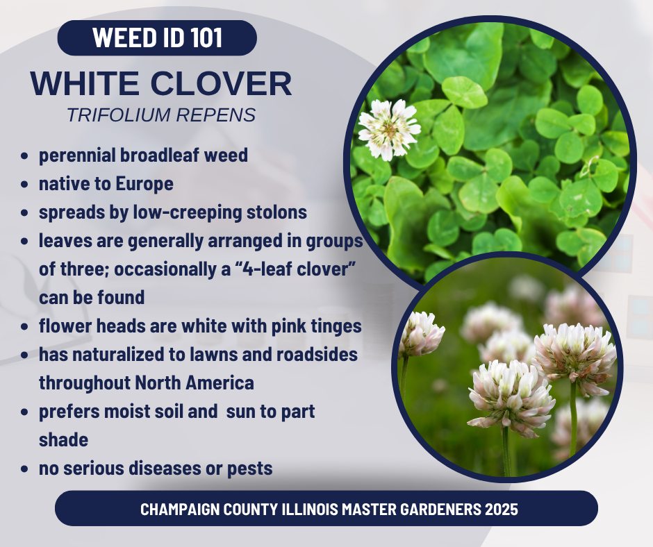 White clover (Trifolium repens) an herbaceous, perennial broadleaf weed ...