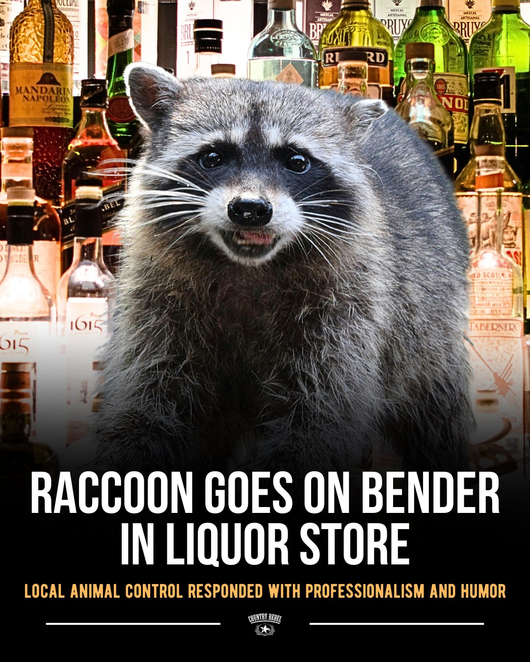 Country - A raccoon in Virginia had a wild night in a liquor store ...