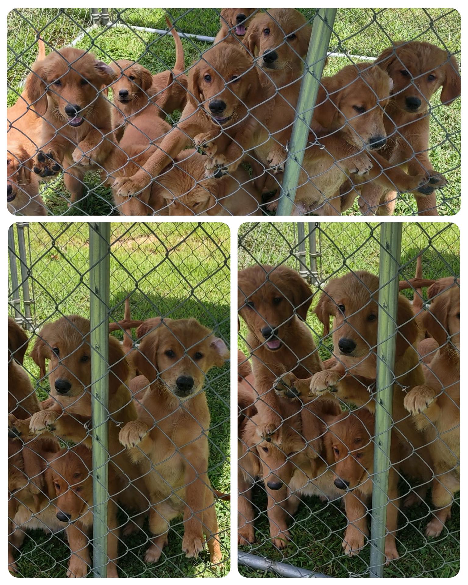 Save - Please submit an application below https://www.savealldogsrescue ...