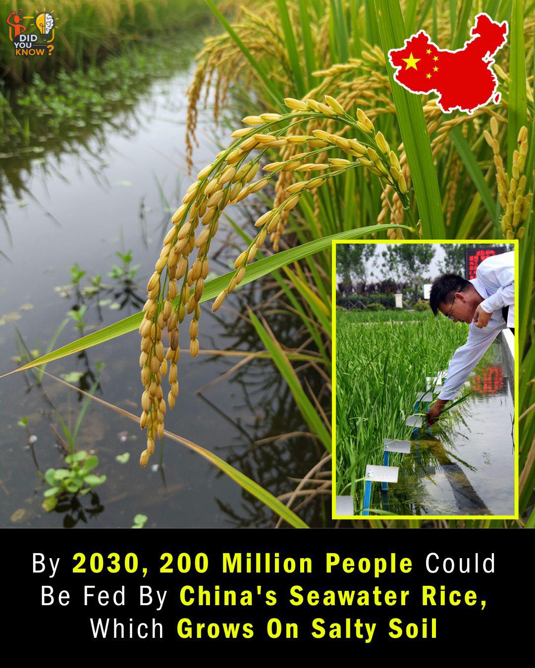 Did you know? - Chinese scientists have developed a new... | Facebook