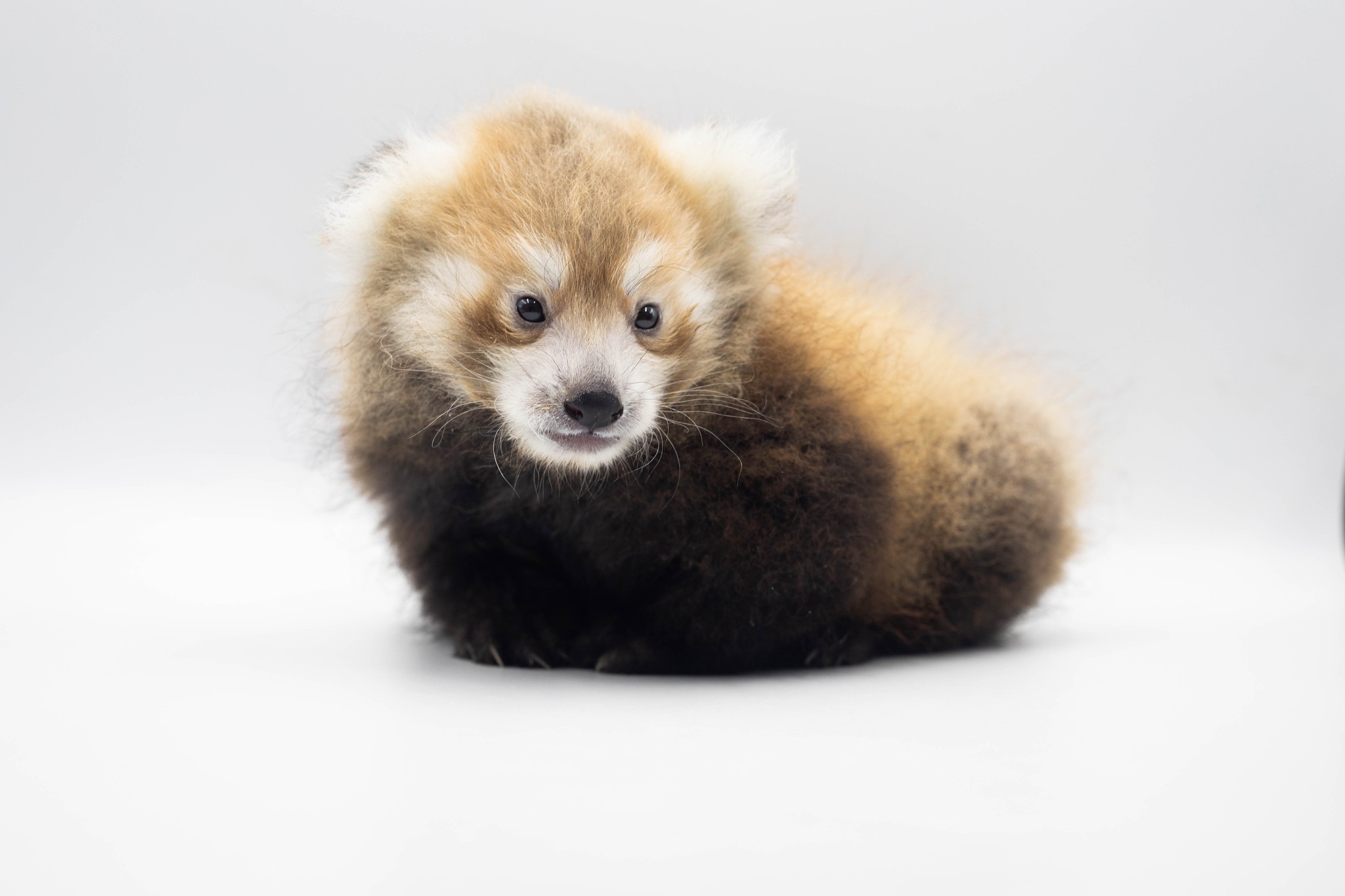 Sunset Zoo is thrilled to introduce you to our new red panda cub