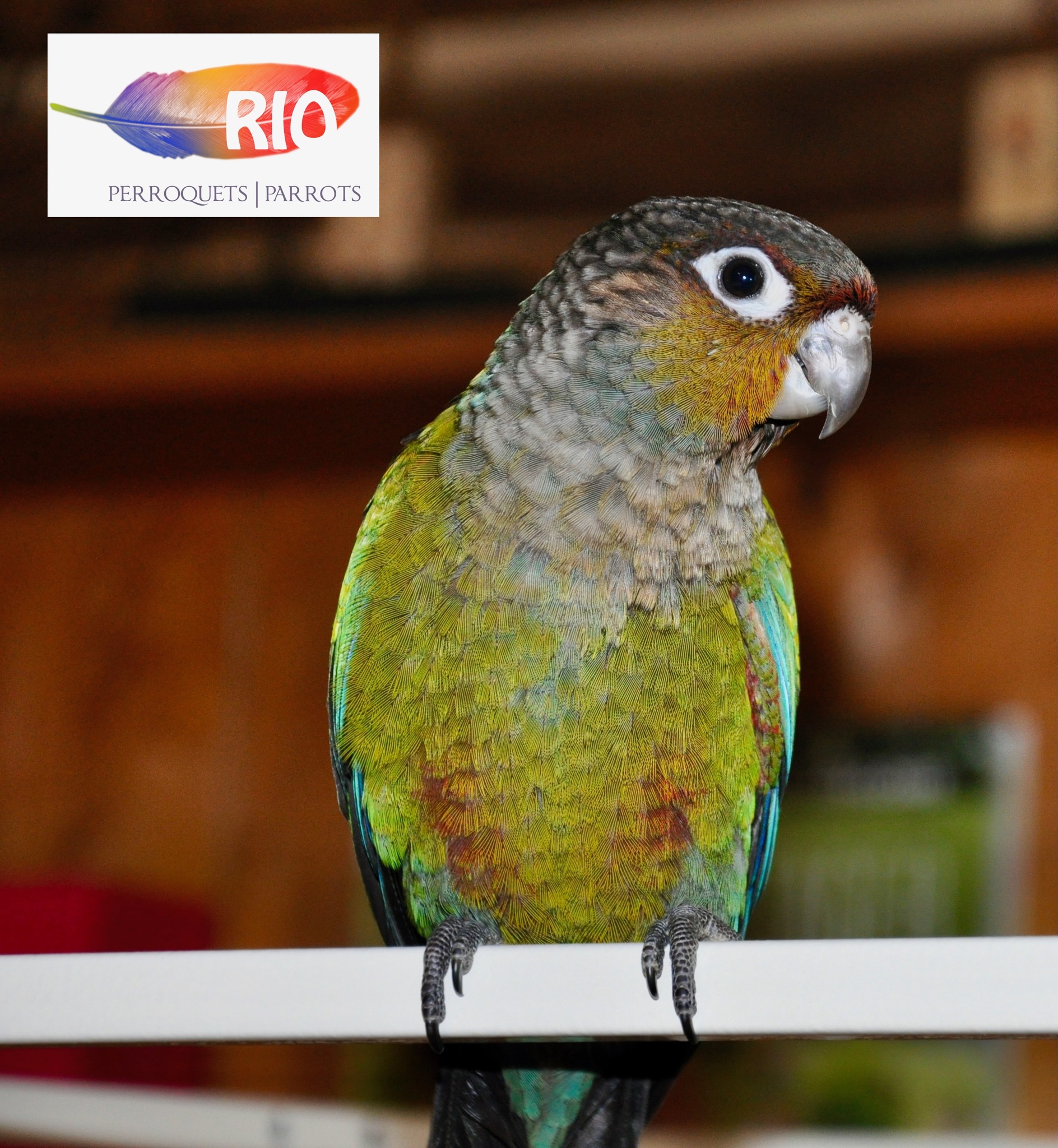 Perroquets Rio, Rio Parrots