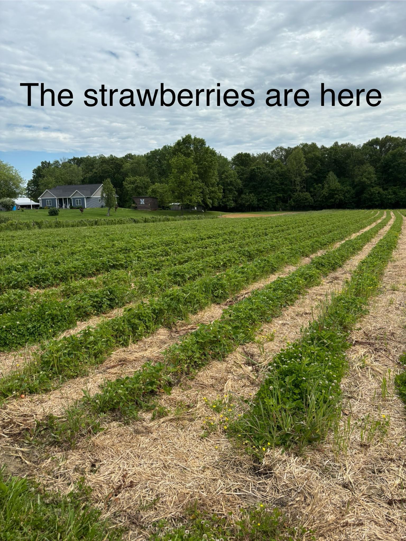 Clark's Berry Farm | North Vernon IN
