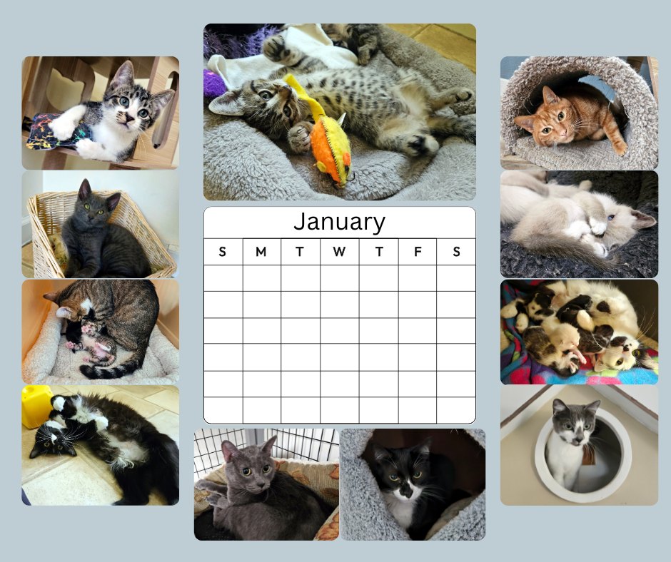 📅 PAWS of Bremerton 2026 calendars are... - PAWS of Bremerton | Facebook