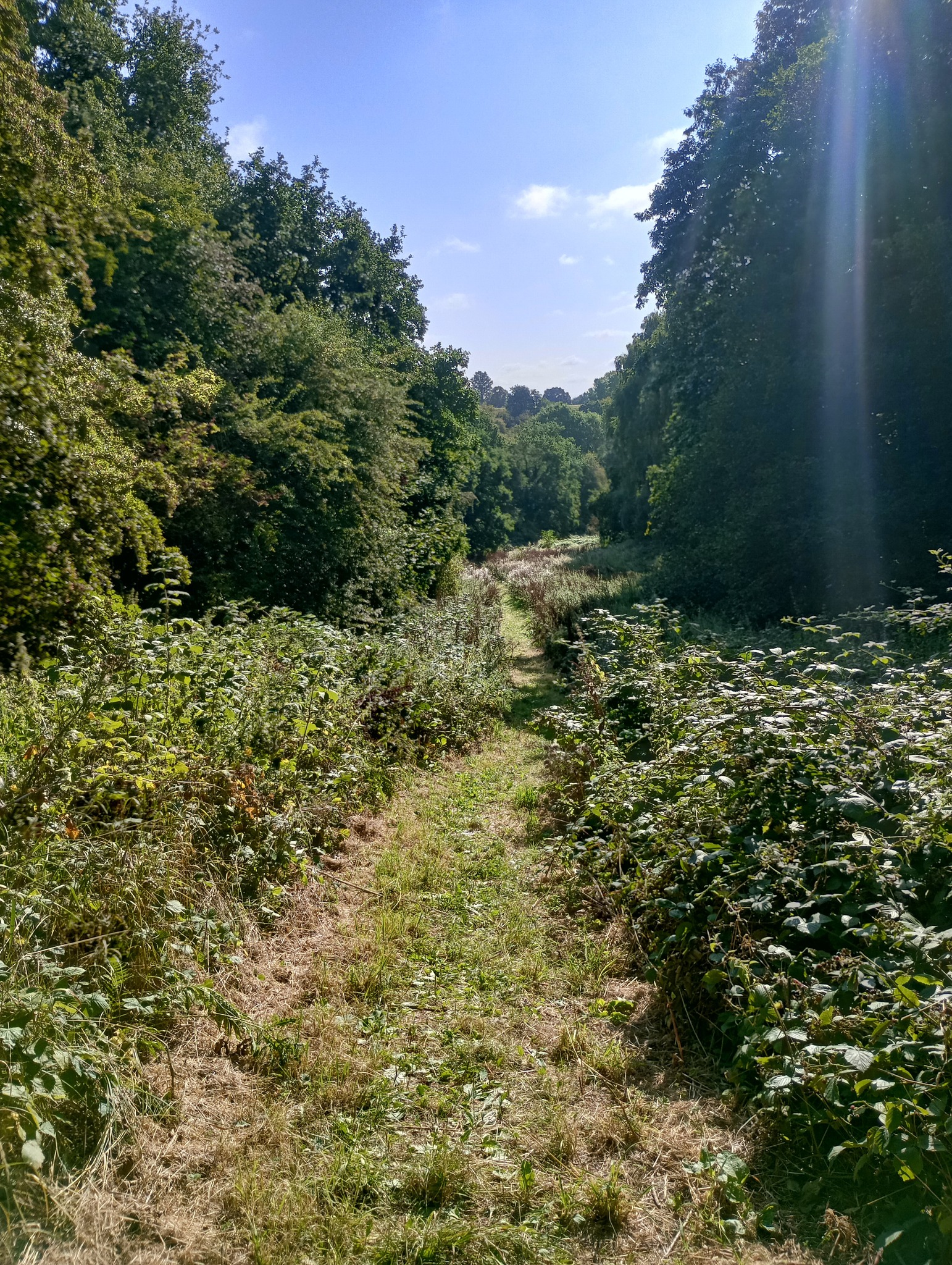 Friends of Colwick Woods Local Nature Reserve | Nottingham