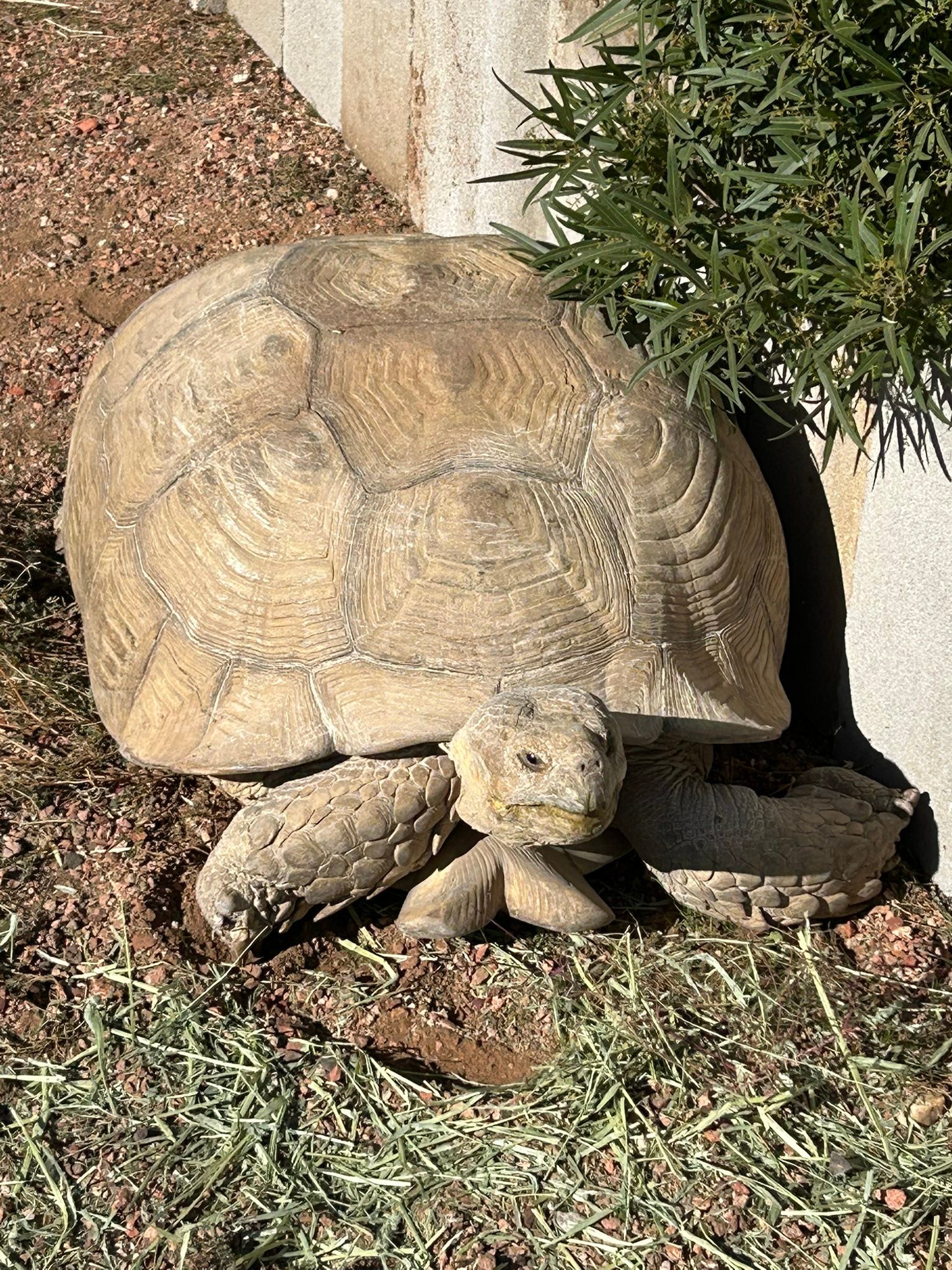 Southern Arizona Reptile Rescue & Education | Tucson AZ